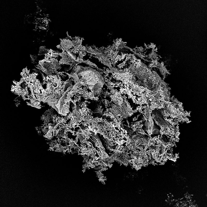 © Rasmus Degnbol - Ash - California, USA2018