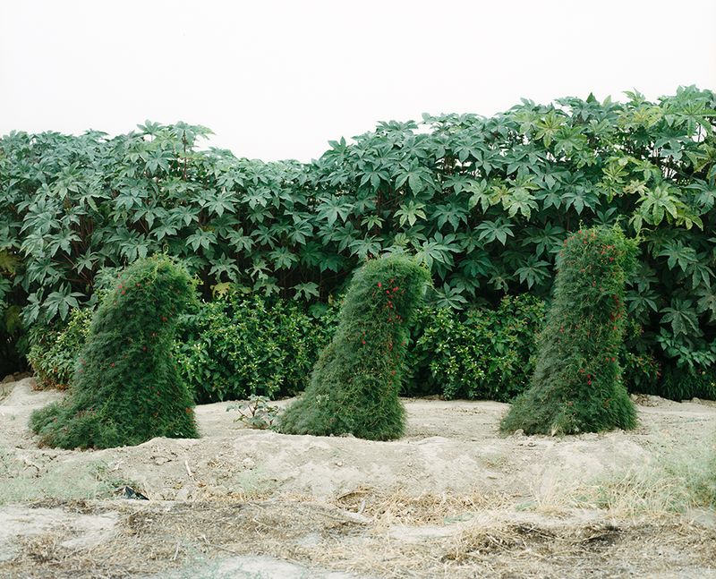 © Kamila Rustambekova - Decorative plants at a chayla's entrance, 2024