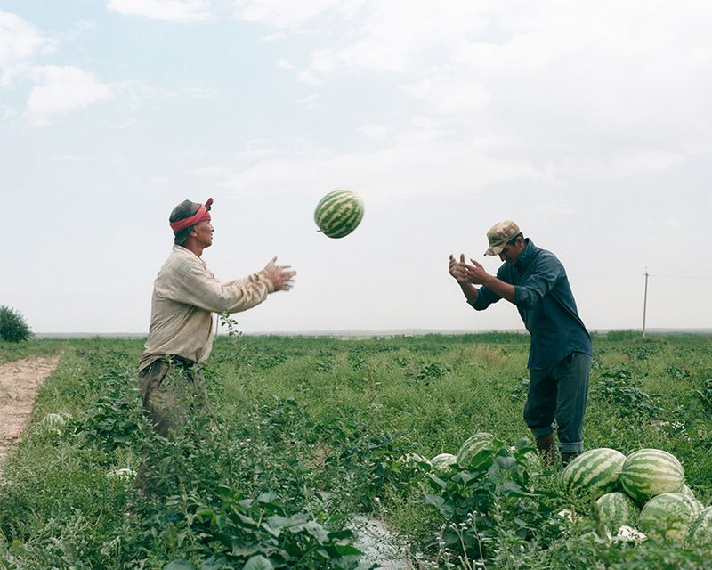© Kamila Rustambekova - Buyers loading watermelons for transportation, Farish district, 2024