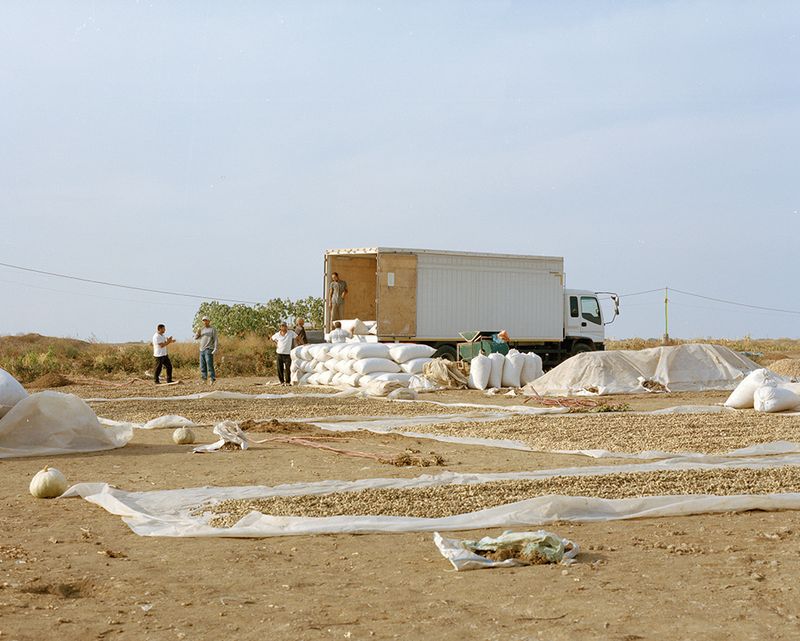 © Kamila Rustambekova - Preparing peanut for transportation, Farish district, 2022