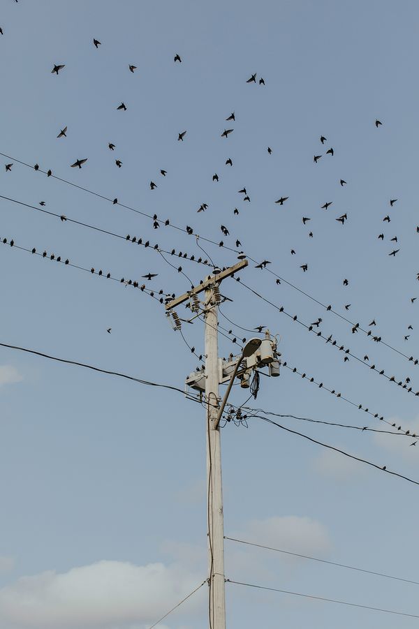 © Hannah Latham - West Island Birds
