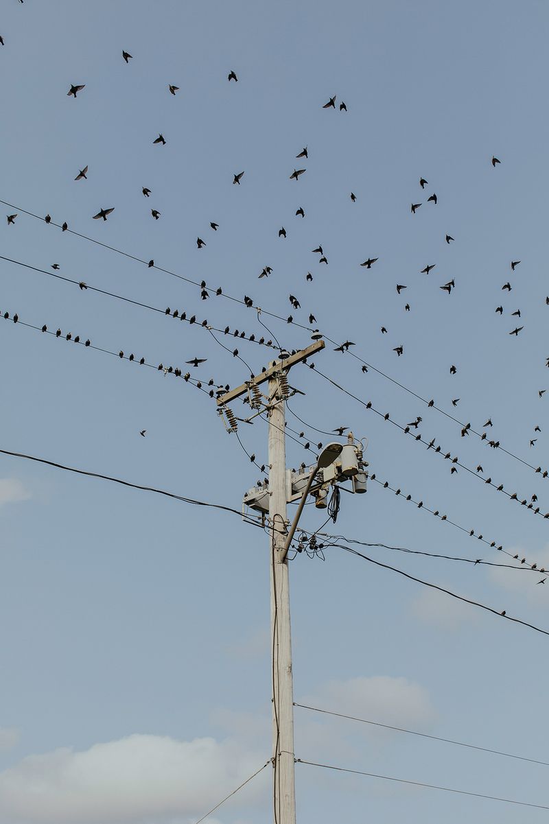 © Hannah Latham - West Island Birds