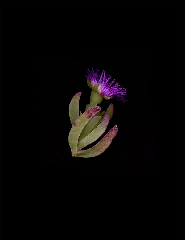 © Gerard Boyer - Image from the Intermezzo photography project