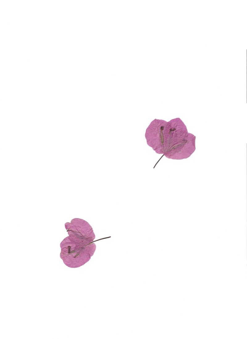 © Sina Niemeyer - Image from the The many wives of Mr. _ photography project