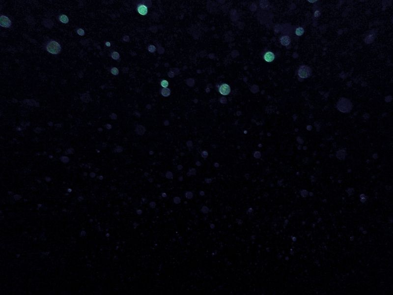 © Chantal Heijnen - Night view of Coney Island beach. Photo taken by Aseed.