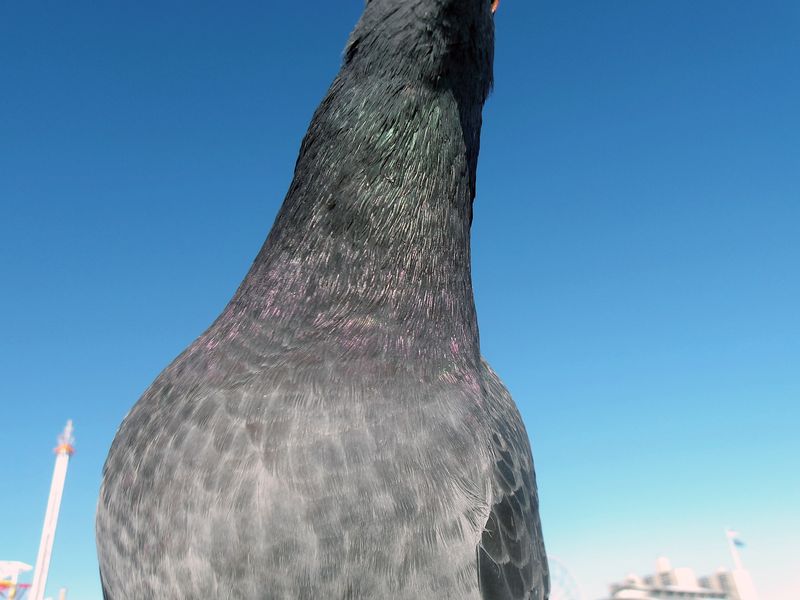 © Chantal Heijnen - Aseed loves the company of the birds. Photo taken by Aseed.