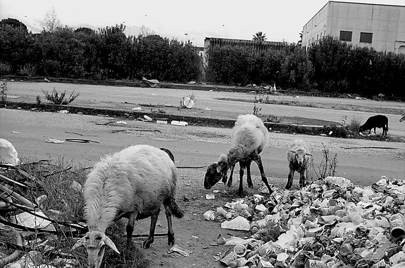 © Isabell Zipfel - Image from the Italy's Migrant slaves + Orange pickers in rosarno photography project