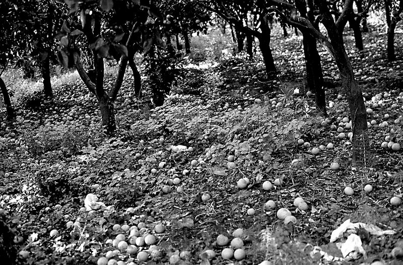 © Isabell Zipfel - Image from the Italy's Migrant slaves + Orange pickers in rosarno photography project