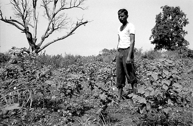 © Isabell Zipfel - Image from the suicide farmers + BT Cotton in India photography project