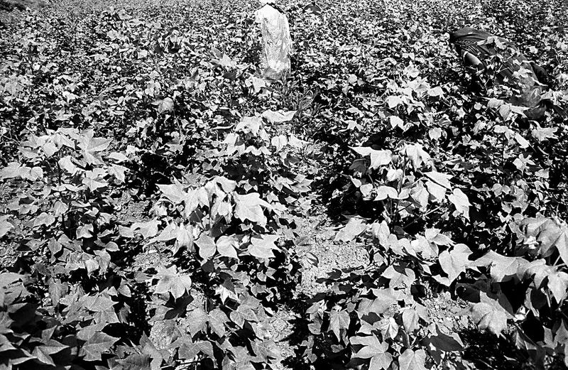© Isabell Zipfel - Image from the suicide farmers + BT Cotton in India photography project