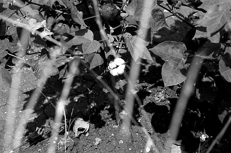 © Isabell Zipfel - Image from the suicide farmers + BT Cotton in India photography project