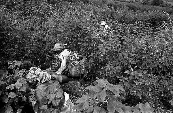 © Isabell Zipfel - Image from the suicide farmers + BT Cotton in India photography project