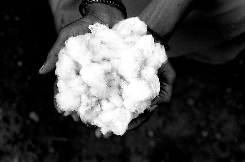 © Isabell Zipfel - Image from the suicide farmers + BT Cotton in India photography project