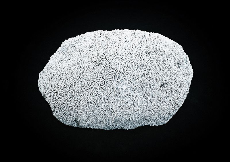 © Leafhopper Blanca Galindo &amp; David Simon Martret - Image from the IT’S A WONDERFUL LIFE photography project