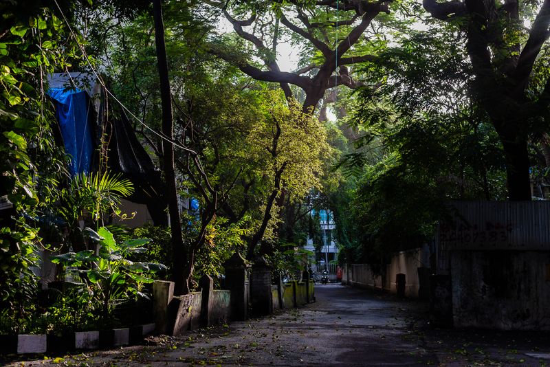 © Alisha Vasudev - The sun’s evening rays bounce off vegetation, in a by-lane in Bandra.