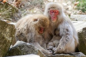 Snow Monkey Park
