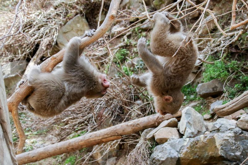 © alexandra buxbaum - Image from the Snow Monkey Park photography project
