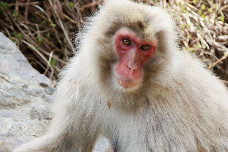 © alexandra buxbaum - Image from the Snow Monkey Park photography project