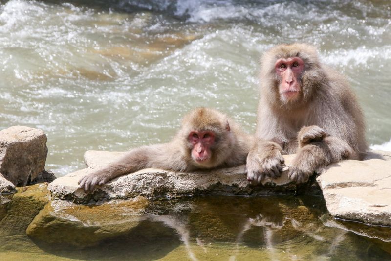 © alexandra buxbaum - Image from the Snow Monkey Park photography project