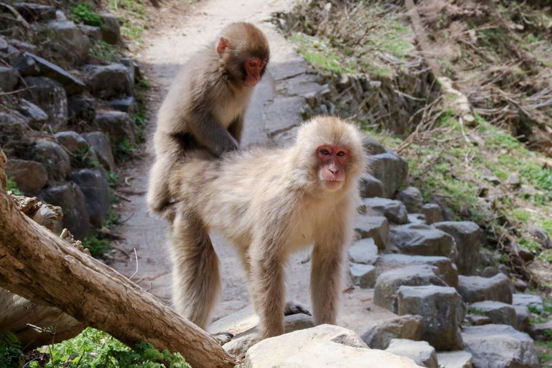 © alexandra buxbaum - Image from the Snow Monkey Park photography project