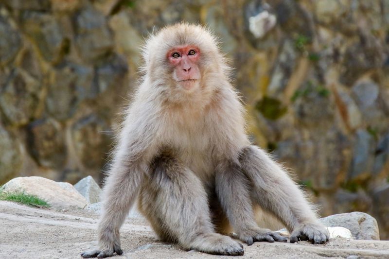 © alexandra buxbaum - Image from the Snow Monkey Park photography project
