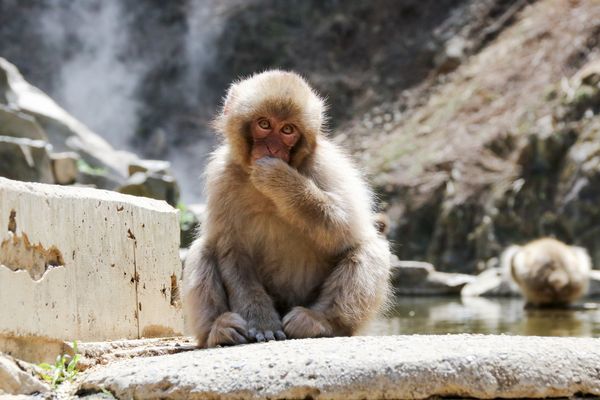 © alexandra buxbaum - Image from the Snow Monkey Park photography project