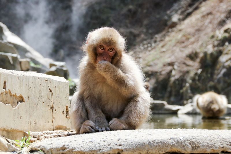 © alexandra buxbaum - Image from the Snow Monkey Park photography project