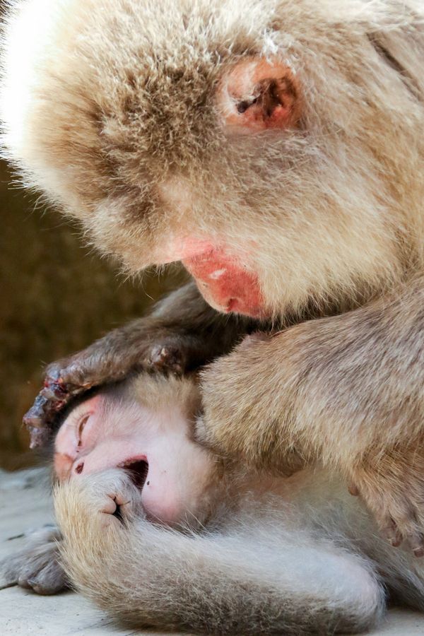 © alexandra buxbaum - Image from the Snow Monkey Park photography project