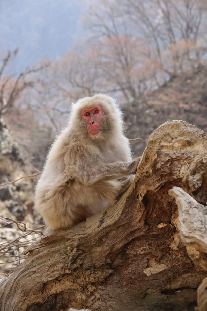 © alexandra buxbaum - Image from the Snow Monkey Park photography project