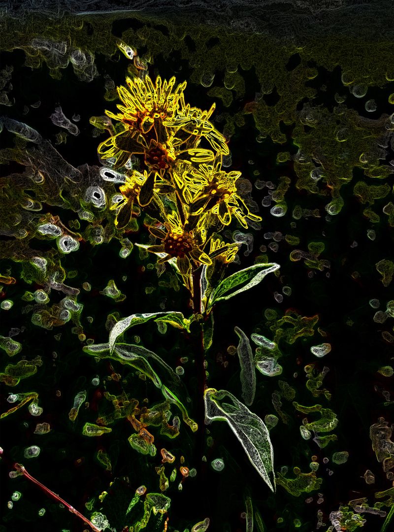 © Saskia Rueb - Goldenrod