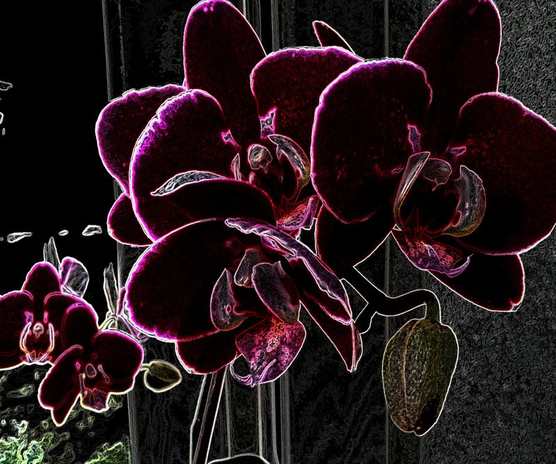 © Saskia Rueb - Orchids