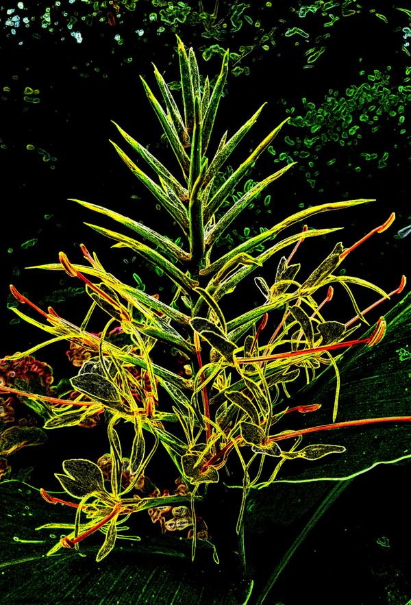 © Saskia Rueb - Hedychium