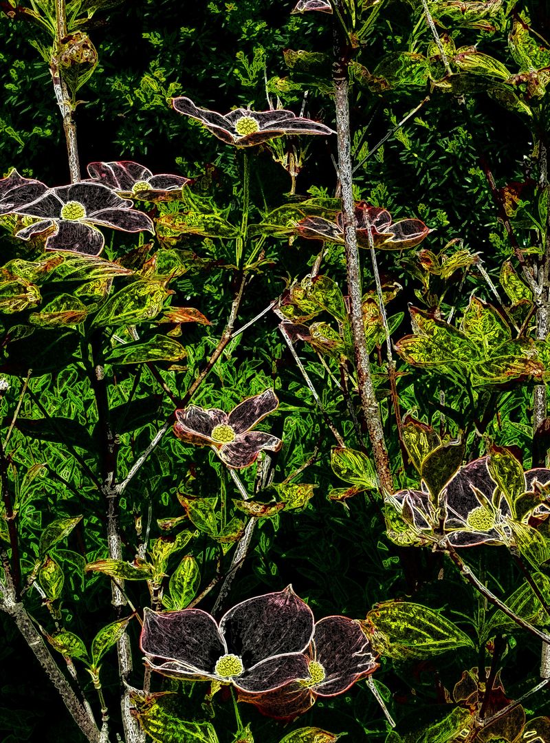 © Saskia Rueb - Dogwood