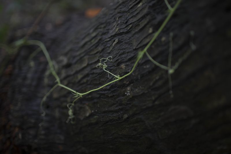 © Sandipa Malakar - Part of the tree where Beauty has been tied up with the chain. Manikganj, Bangladesh 2019