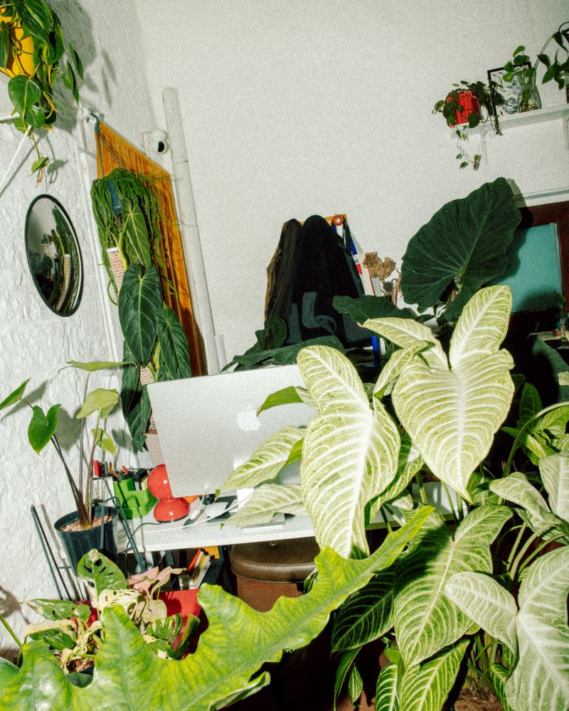 © Vito Lauciello - Image from the Plantaholic photography project