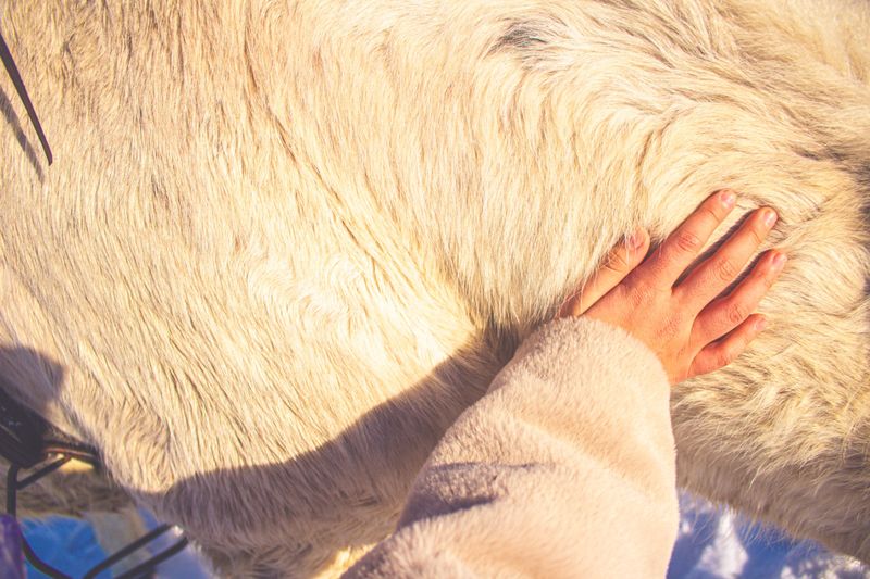 © Cezar - Image from the White Horse, Winter Child photography project