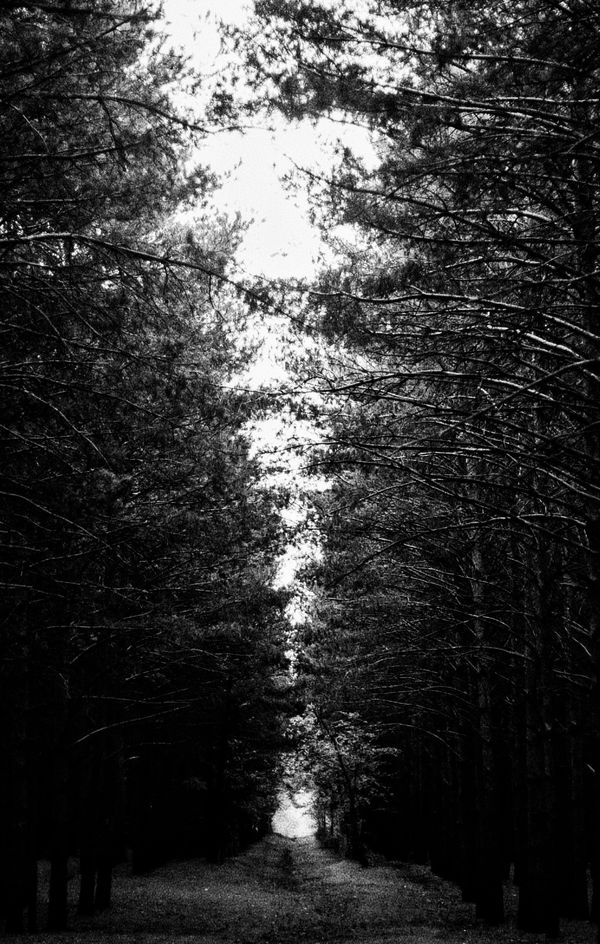 © Cezar - Image from the The Forest Path photography project