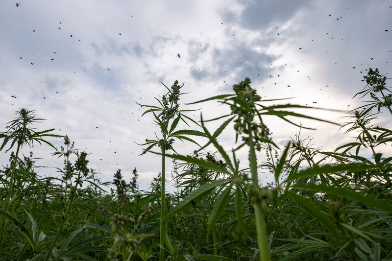 © Maren Krings - Image from the Hemp's Creation of Balance photography project