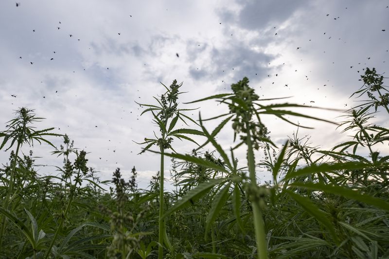 © Maren Krings - Image from the Hemp's Creation of Balance photography project