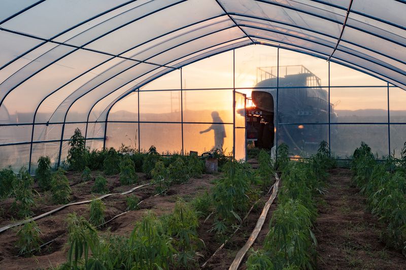 © Maren Krings - Image from the Hemp's Creation of Balance photography project