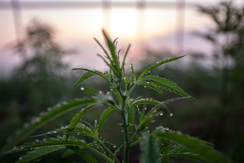 © Maren Krings - Image from the Hemp's Creation of Balance photography project