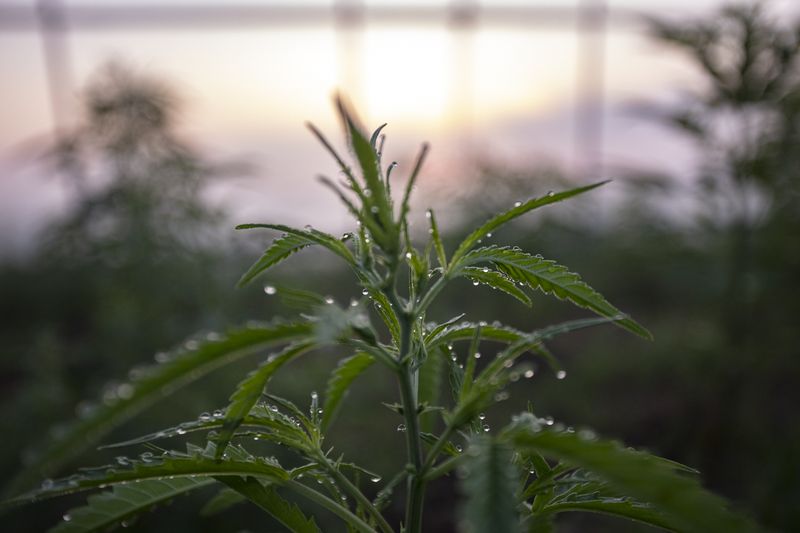 © Maren Krings - Image from the Hemp's Creation of Balance photography project