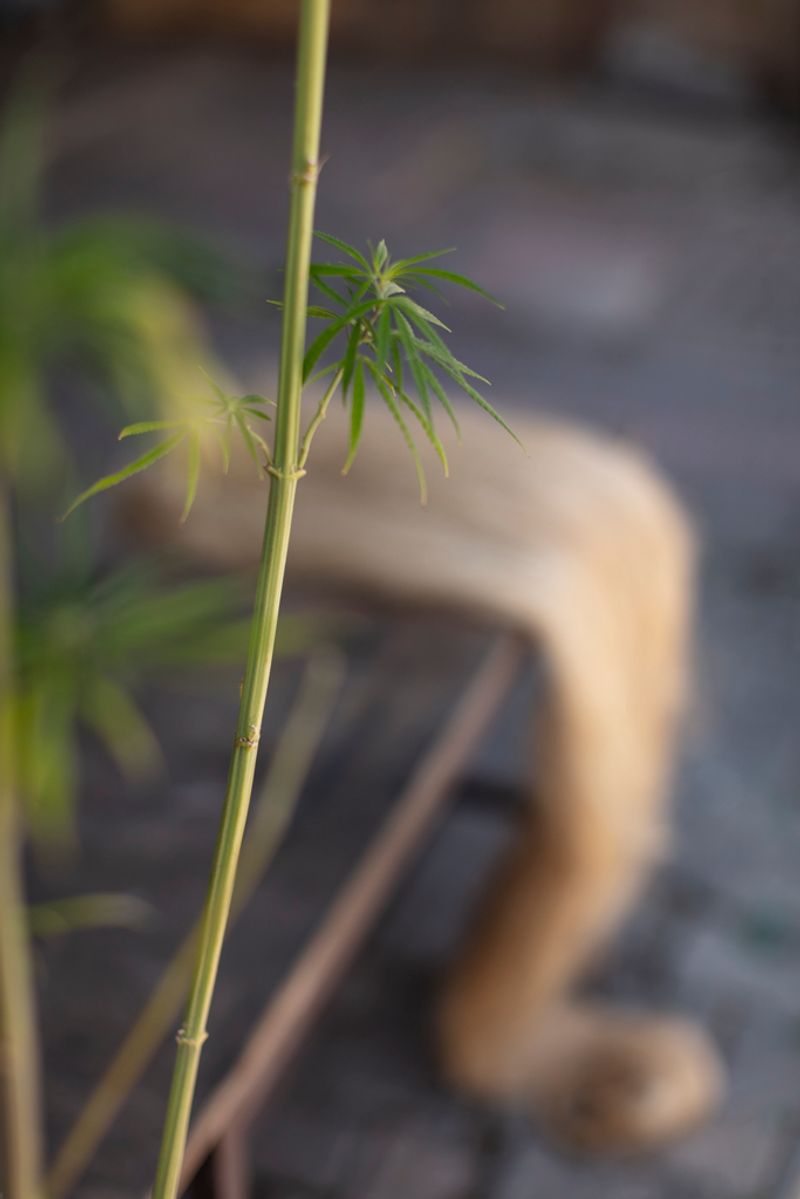 © Maren Krings - Image from the Hemps True Potential photography project