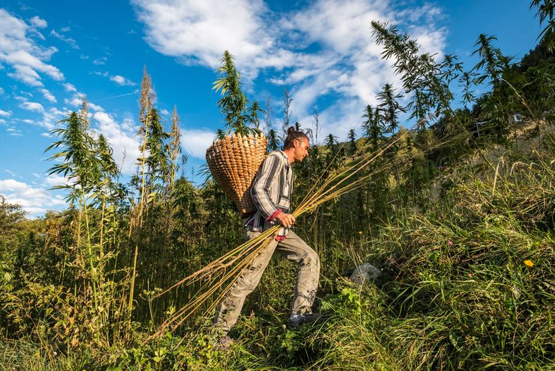 © Maren Krings - Image from the Hemps True Potential photography project