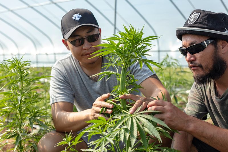 © Maren Krings - Image from the Hemps True Potential photography project