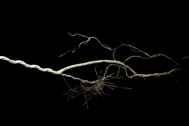 © Patricia Ackerman - Image from the The missing forest photography project