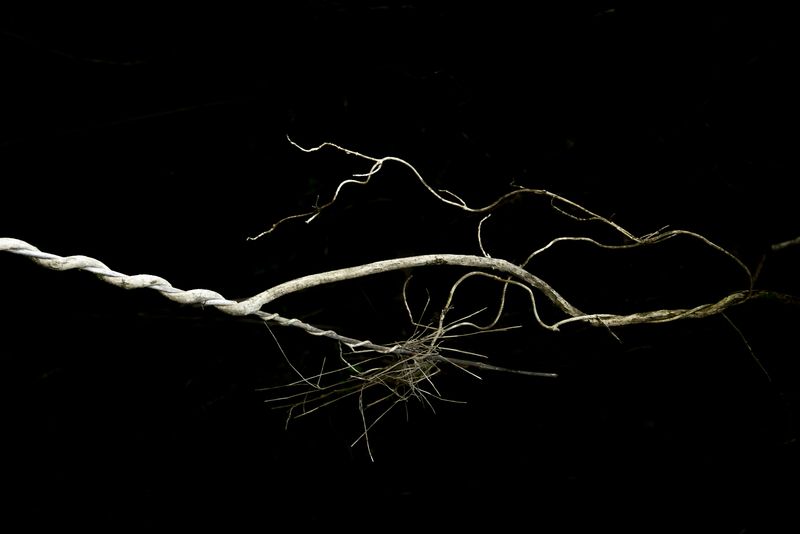 © Patricia Ackerman - Image from the The missing forest photography project