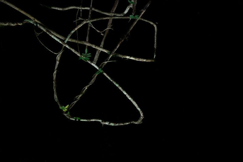 © Patricia Ackerman - Image from the The missing forest photography project