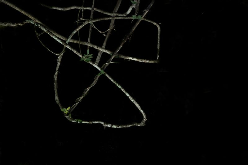 © Patricia Ackerman - Image from the The missing forest photography project