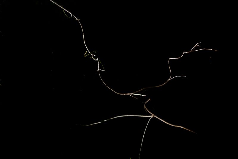 © Patricia Ackerman - Image from the The missing forest photography project